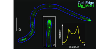 Localisation of a myosin-chitin synthase fused to AcGFP (Mg_Mcs1)