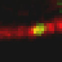 View the 'Motility of a chitosome' movie