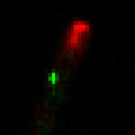 View the 'Behaviour of an early endosome' movie