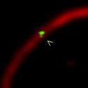 View the 'Binding of GFP-labelled Myosin-XVII' movie