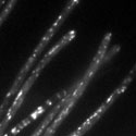 View the 'Dynamics of kinesin-3 in hyphal cells' movie