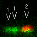 View the 'Motility of early endosomes' movie