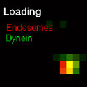 View the 'On the run loading and release of EE and dynein' movie