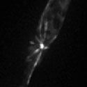 View the 'Microtubule organisation in a mitotic cell during late anaphase' movie