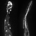 View the 'The cytoskeleton in yeast-like cells of Ustilago maydis' movie
