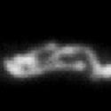 View the 'Dynamics of vacuoles in a hyphal cell of Ustilago maydis' movie
