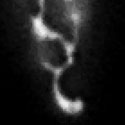 View the 'Dynamics of the endoplasmic reticulum' movie