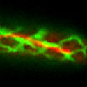 View the 'Motility of the endoplasmic reticulum' movie