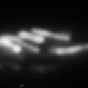 View the 'Dynamics of mitochondria in a hyphal cell of Ustilago maydis' movie