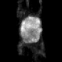 View the 'The nucleus in a yeast-like cell of Ustilago maydis' movie