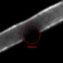 View the 'Recovery of fluorescence in the plasma membrane' movie