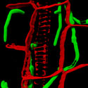 View the 'Infection of maize leave tissue by Ustilago maydis' movie