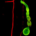 View the 'Infection of maize leave tissue' movie
