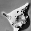 View the 'Waving motility of the wall-less Neurospora crassa SLIME mutant' movie