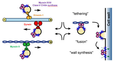 Delivery mechanism of chitosomes